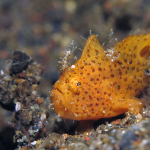 Antennatus nummifer 印度尼西亚 Indonesia , �巴厘岛 Bali , 艾湄湾 Amed Bay @LazyDiving.com 潜水时光