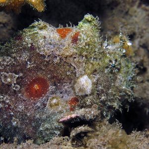 Antennatus nummifer 印度尼西亚 Indonesia , 巴厘岛 Bali , 艾湄湾 Amed Bay @LazyDiving.com 潜水时光