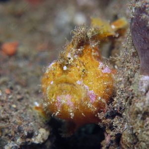 Antennatus nummifer Antennatus nummifer 印度尼西亚 Indonesia , 巴厘岛 Bali , 图蓝本 Tulamben @LazyDiving.com 潜水时光