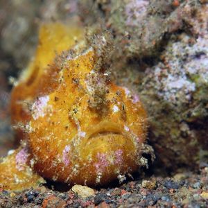 Antennatus nummifer Antennatus nummifer 钱斑躄鱼 Indonesia 印度尼西亚 Bali 巴厘岛 Tulamben 图蓝本 @LazyDiving.com 潜水时光