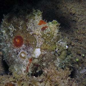 Antennatus nummifer 印度尼西亚 Indonesia , 巴厘岛 Bali , 艾湄湾 Amed Bay @LazyDiving.com 潜水时光