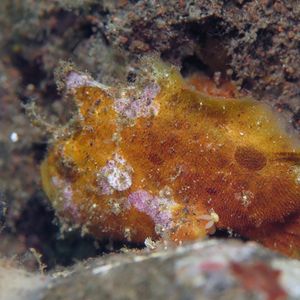 Antennatus nummifer 印度尼西亚 Indonesia , 巴厘岛 Bali , 图蓝��本 Tulamben @LazyDiving.com 潜水时光