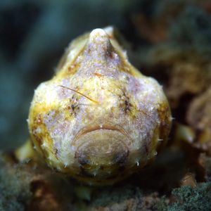 Antennatus tuberosus 印度�尼西亚 Indonesia , 安汶 Ambon @LazyDiving.com 潜水时光