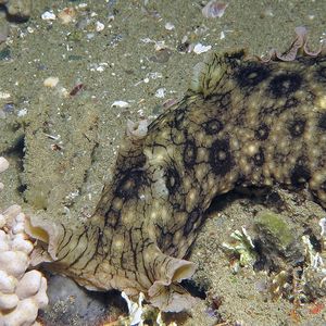 Aplysia argus 印度尼西亚 Indonesia , 安汶 Ambon @LazyDiving.com 潜水时光