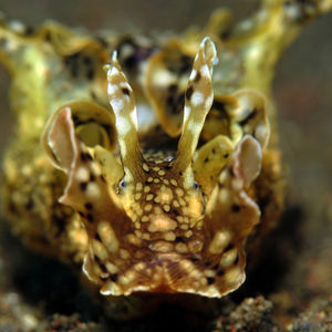 Aplysia kurodai 印度尼西亚 Indonesia , 巴厘岛 Bali , 艾湄湾 Amed Bay @LazyDiving.com 潜水时光