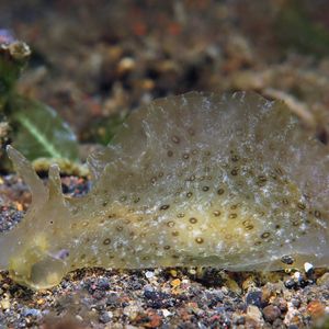 Aplysia oculifera 印度尼西亚 Indonesia , 巴厘岛 Bali , 艾湄湾 Amed Bay @LazyDiving.com 潜水时光