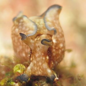 Aplysia parvula 菲律宾 Philippines , 阿尼洛 Anilao @LazyDiving.com 潜水时光