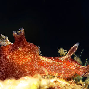 Aplysia japonica 印度尼西亚 Indonesia , 安汶 Ambon @LazyDiving.com 潜水时光