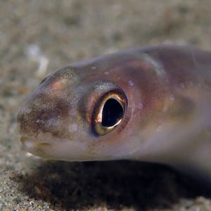 Ariosoma scheelei Ariosoma scheelei 康吉鳗 Indonesia 印度尼西亚 Ambon 安汶 @LazyDiving.com 潜水时光