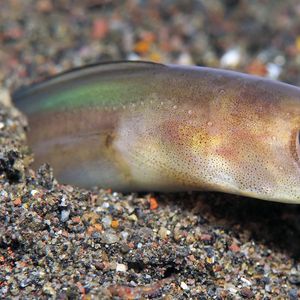 Ariosoma scheelei Ariosoma scheelei 印度尼西亚 Indonesia , 巴厘岛 Bali , 艾湄湾 Amed Bay @LazyDiving.com 潜水时光