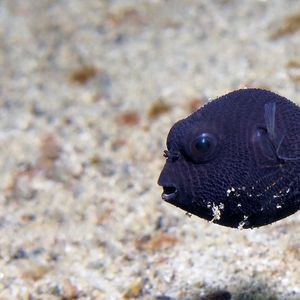 Arothron stellatus 印度尼西��亚 Indonesia , 安汶 Ambon @LazyDiving.com 潜水时光