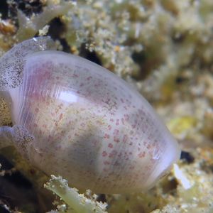 Atys semistriata 印度尼西亚 Indonesia , 安汶 Ambon @LazyDiving.com 潜水时光