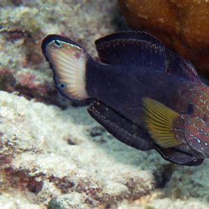 Amblygobius phalaena 菲律宾 Philippines , 阿尼洛 Anilao @LazyDiving.com 潜水时光