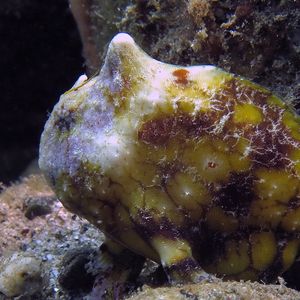 Antennatus tuberosus 印度尼西��亚 Indonesia , 安汶 Ambon @LazyDiving.com 潜水时光