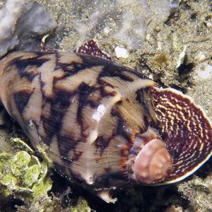 Cymbiola vespertilio Cymbiola vespertilio 蝙蝠涡螺 Indonesia 印度尼西亚 Ambon 安汶 @LazyDiving.com 潜水时光