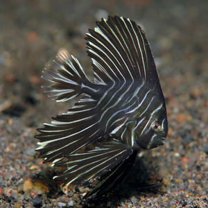 Platax batavianus 印度尼西亚 Indonesia , 巴厘岛 Bali , 艾湄湾 Amed Bay @LazyDiving.com 潜水�时光