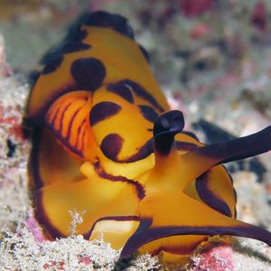 Berthella martensi 东帝汶 Timor-Leste @LazyDiving.com 潜水时光