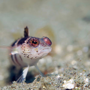 Parapercis snyderi 印度尼西亚 Indonesia , 安汶 Ambon @LazyDiving.com 潜水时光