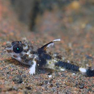 Fusigobius inframaculatus 印度尼西亚 Indonesia , 巴厘岛 Bali , 图蓝本 Tulamben @LazyDiving.com 潜水时光