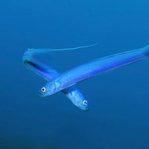 Ptereleotris hanae 菲律宾 Philippines , 杜马盖地 Dumaguete @LazyDiving.com 潜水时光