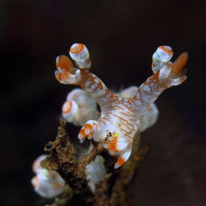 Bornella stellifera Bornella stellifera 指状二列鳃 Indonesia 印度尼西亚 Bali 巴厘岛 Tulamben 图蓝本 @LazyDiving.com 潜水时光