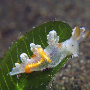 Bornella hermanni Bornella hermanni 印度尼西亚 Indonesia , 北苏拉威西 North Sulawesi , 锡奥岛 Siau island @LazyDiving.com 潜水时光