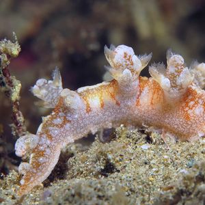 Bornella hermanni Bornella hermanni 日本二列鳃海蛞蝓 Indonesia 印度尼西亚 Ambon 安汶 @LazyDiving.com 潜水时光