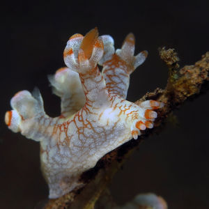 Bornella stellifera Bornella stellifera 指状二列鳃 Indonesia 印度尼西亚 Bali 巴厘岛 Tulamben 图蓝本 @LazyDiving.com 潜水时光