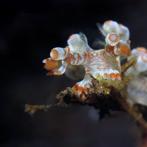 Bornella stellifera Bornella stellifera 指状二列鳃 Indonesia 印度尼西亚 Bali 巴厘岛 Tulamben 图蓝本 @LazyDiving.com 潜水时光