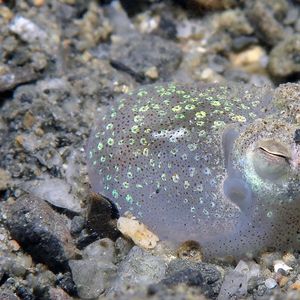 Sepiadarium kochii 东帝汶 Timor-Leste @LazyDiving.com 潜水时光