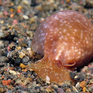 Bulla orientalis 印度尼西亚 Indonesia , 巴厘岛 Bali , 艾湄湾 Amed Bay @LazyDiving.com 潜水时光