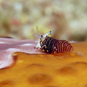 Gnathophyllum americanum 东帝汶 Timor-Leste @LazyDiving.com 潜水时光