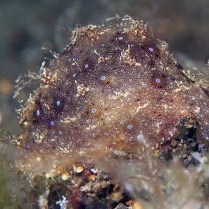 Bursatella leachii 印度尼西亚 Indonesia , 巴厘岛 Bali , 艾湄湾 Amed Bay @LazyDiving.com 潜水时�光