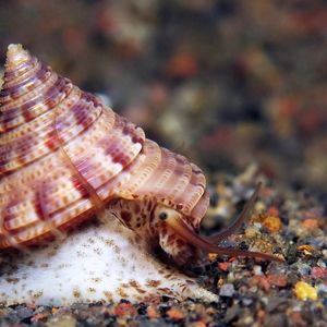 Calliostoma zizyphinum 印度尼西亚 Indonesia , 巴厘岛 Bali , 艾湄湾 Amed Bay @LazyDiving.com 潜水时光