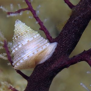 Calliostoma dedonderi 印度尼西亚 Indonesia , 安汶 Ambon @LazyDiving.com 潜水时光