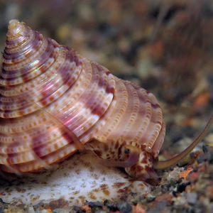 Calliostoma zizyphinum 印度尼西亚 Indonesia , 巴厘岛 Bali , 艾湄湾 Amed Bay @LazyDiving.com 潜水时光