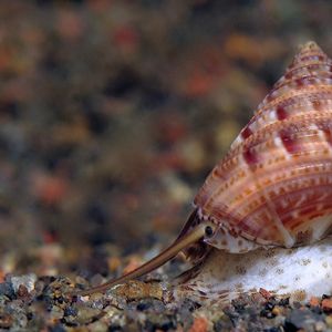 Calliostoma zizyphinum 印度尼西亚 Indonesia , 巴厘岛 Bali , 艾湄湾 Amed Bay @LazyDiving.com 潜水时光