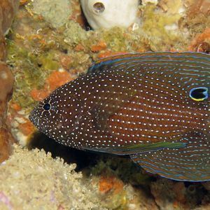 Calloplesiops altivelis Calloplesiops altivelis 丽鮗 Philippines 菲律宾 Anilao 阿尼洛 @LazyDiving.com 潜水时光