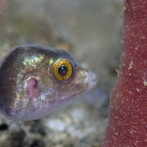 Canthigaster jamestyleri Canthigaster jamestyleri 詹氏尖鼻鲀 Timor-Leste 东帝汶 @LazyDiving.com 潜水时光