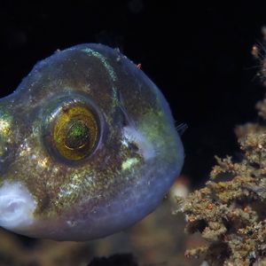Canthigaster jamestyleri 印��度尼西亚 Indonesia , 巴厘岛 Bali , 图蓝本 Tulamben @LazyDiving.com 潜水时光