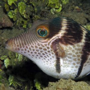 Canthigaster valentini Canthigaster valentini 横带扁背鲀 Indonesia 印度尼西亚 Ambon 安汶 @LazyDiving.com 潜水时光