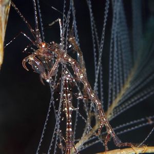 Caprellidae 印度尼西亚 Indonesia , 巴厘岛 Bali , 艾湄湾 Amed Bay @LazyDiving.com 潜水时光