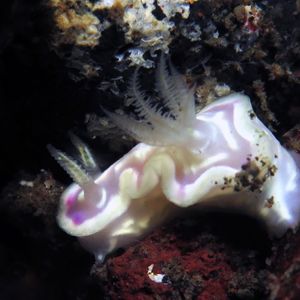 Ceratosoma Ceratosoma 多彩海蛞蝓 Indonesia 印度尼西亚 Bali 巴厘岛 Tulamben 图蓝本 @LazyDiving.com 潜水时光