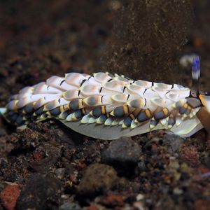 Cerberilla affinis Cerberilla affinis 近缘阔足海蛞蝓 Indonesia 印度尼西亚 Bali 巴厘岛 Amed Bay 巴厘岛艾湄湾 @LazyDiving.com 潜水时光