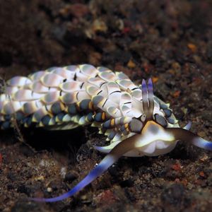 Cerberilla affinis Cerberilla affinis 近缘阔足海蛞蝓 Indonesia 印度尼西亚 Bali 巴厘岛 Amed Bay 巴厘岛艾湄湾 @LazyDiving.com 潜水时光