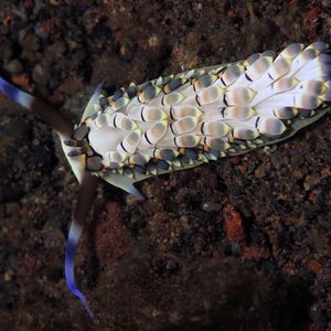 Cerberilla affinis ��印度尼西亚 Indonesia , 巴厘岛 Bali , 艾湄湾 Amed Bay @LazyDiving.com 潜水时光