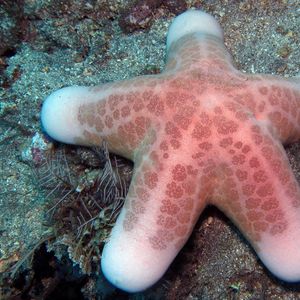 Choriaster granulatus 印度尼西亚 Indonesia , 巴厘岛 Bali , 艾湄湾 Amed Bay @LazyDiving.com 潜水时光