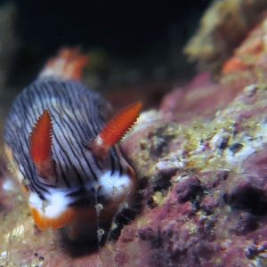 Chromodoris quagga Chromodoris quagga 印度尼西亚 Indonesia , 马鲁古 Maluku , 安汶 Ambon @LazyDiving.com 潜水时光