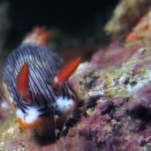 Chromodoris quagga 印度��尼西亚 Indonesia , 安汶 Ambon @LazyDiving.com 潜水时光