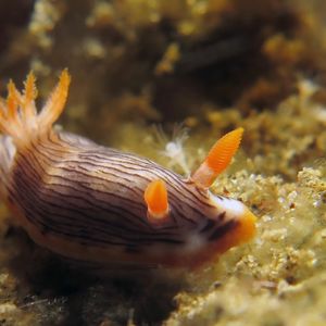 Chromodoris 印度尼西亚 Indonesia , 安汶 Ambon @LazyDiving.com 潜水时光